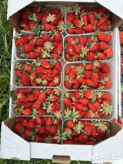 Клубника свежая ягода