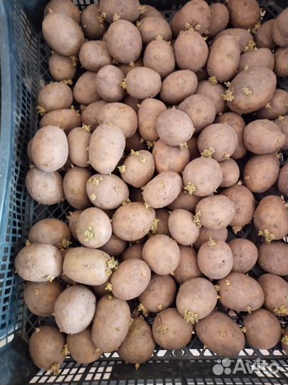 Картофель семенной,чеснок летний