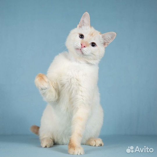 Красивый ласковый котик Сеймур