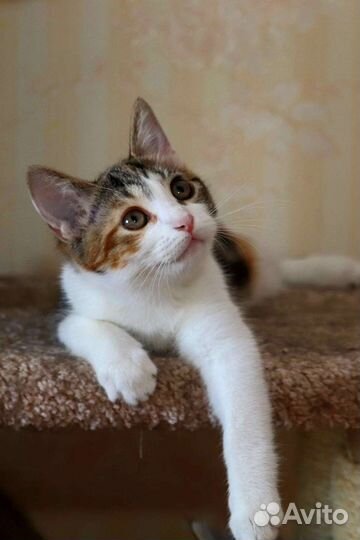 Трёхцветный котенок-девочка в дар