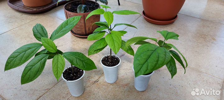 Клеродендрум Томпсона