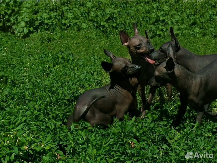 Детки мексиканской голой мини