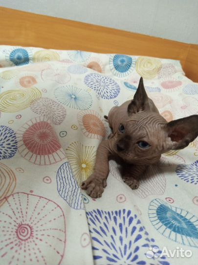 Канадский сфинкс