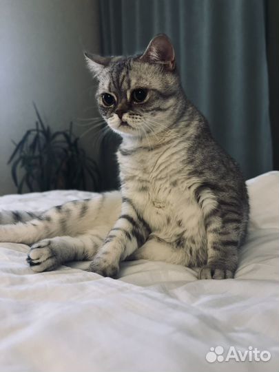 Кот шотландский в добрые руки