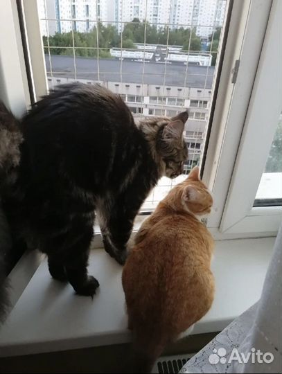 Решетки антикошка От выпадения