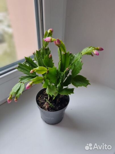 Декабрист шлюмбергера