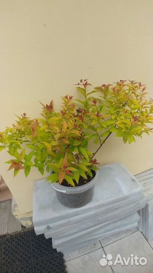 Спирея японская