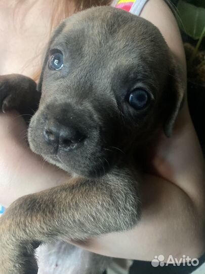 Щенки кане корсо