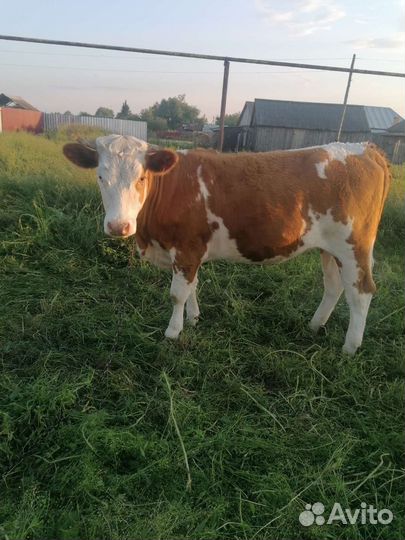 Корова и телка