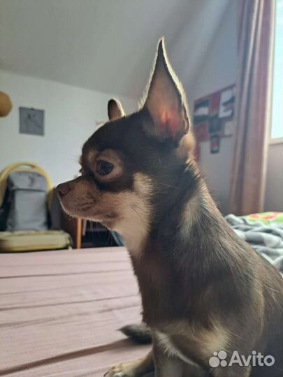 Чихуахуа вязка