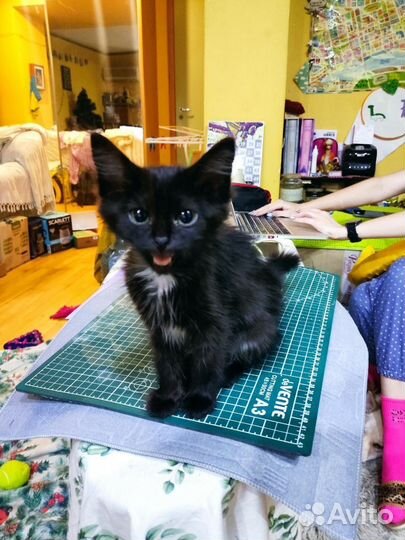 Кошка