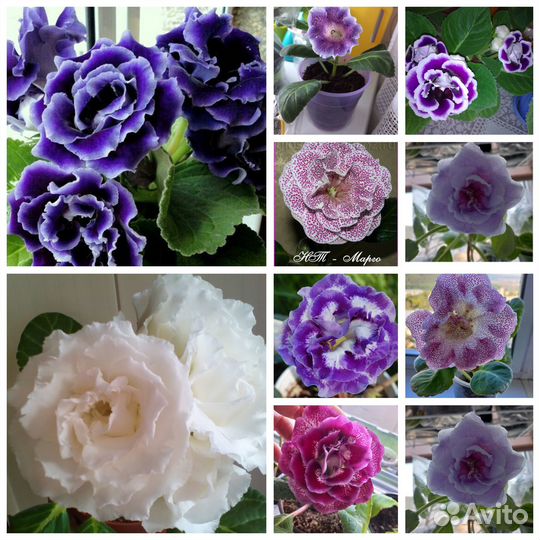 Детки глоксиний