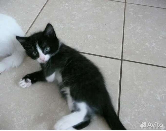 Котенок. Мальчик 2 месяца