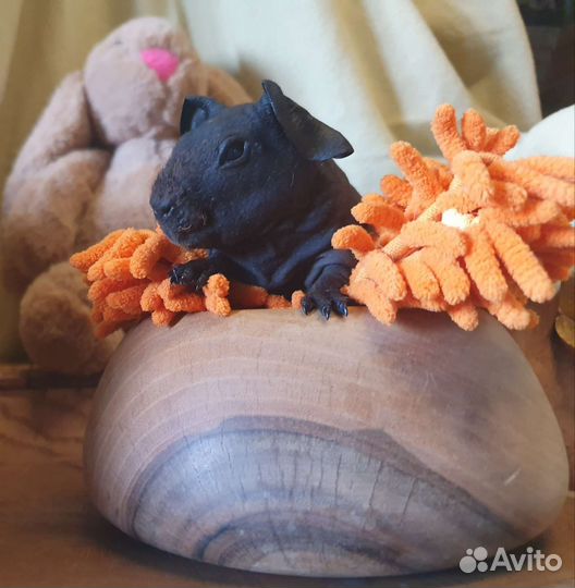 Морская свинка Скинни