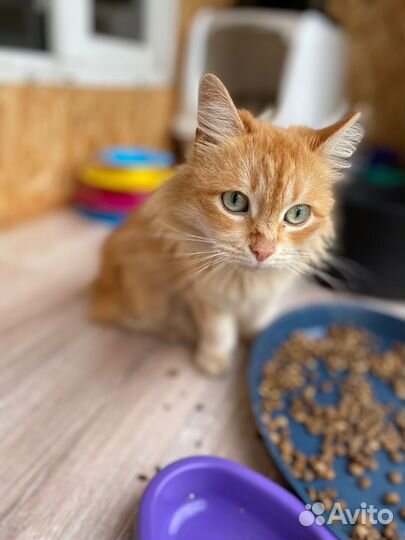 Рыжая кошка Голди из приюта бесплатно