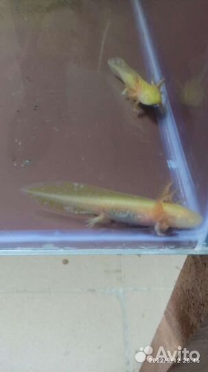 Аксолотль серый, белый, жёлтый, чёрный /тритон