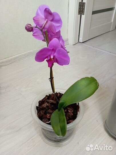 Орхидея фаленопсис