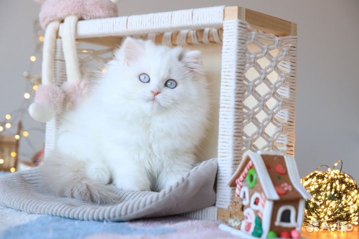 Лучший комочек счастья