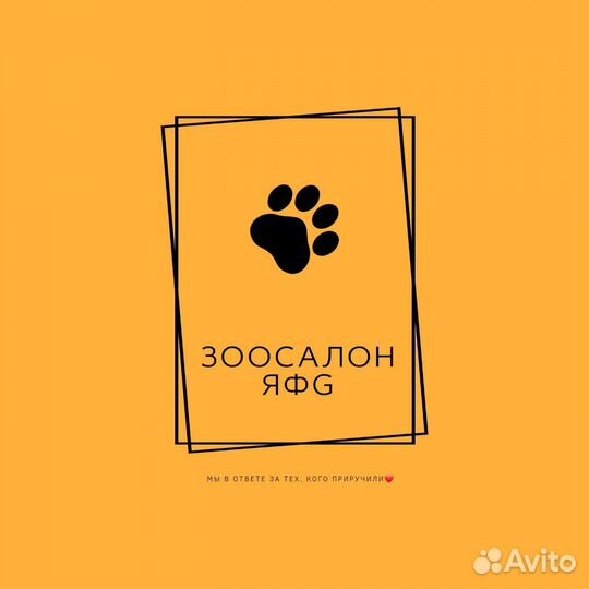 Стрижка собак (Профессиональный груминг)