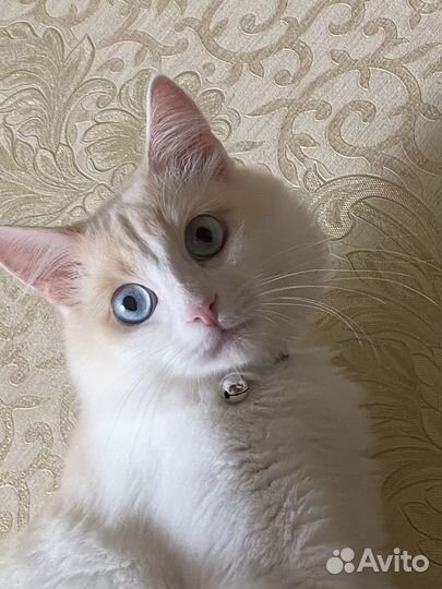 Котик ищет невесту