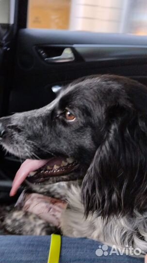 Хвостик в заботливые руки