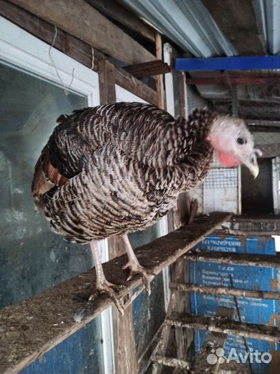 Индюшиное инкубационное яйцо домашних индюшек