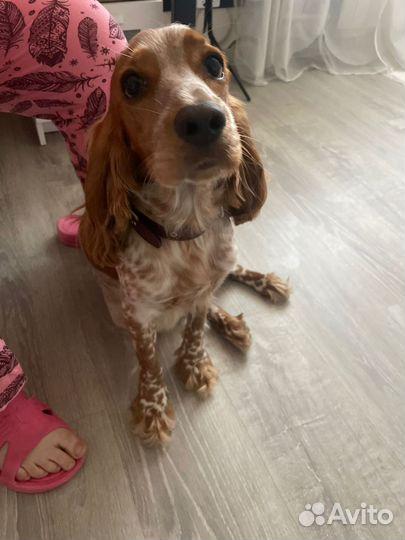 Наша красотка ищет кавалера для любви