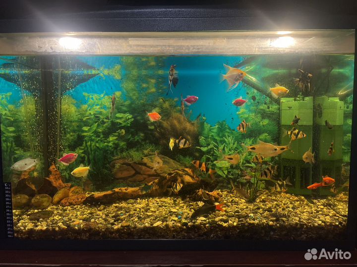 Аквариумные рыбки