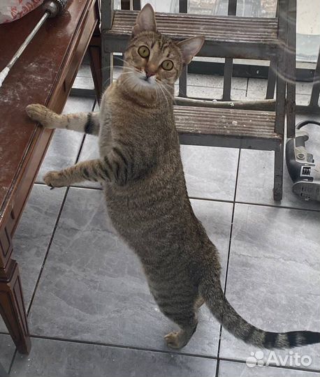 Вязка Дракон Ли