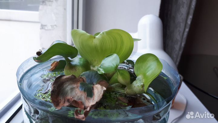 Эйхорния. Водяной гиацинт