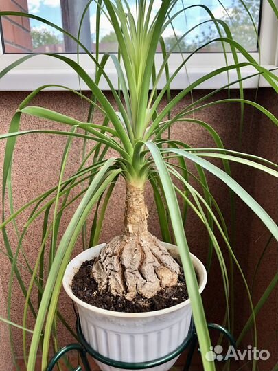 Нолина (Бокарнея)