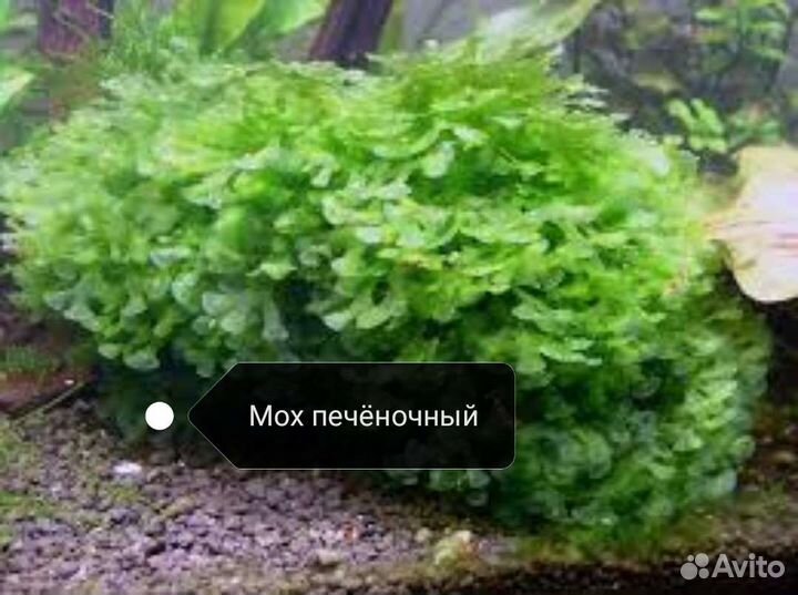 Разные живые аквариумные растения