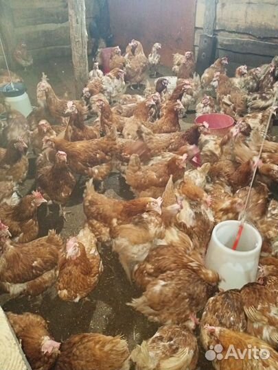 Куры несушки