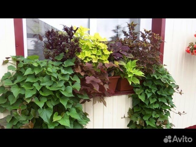 Кампанулы, Ипомея батат, Колеусы, Хойя и др