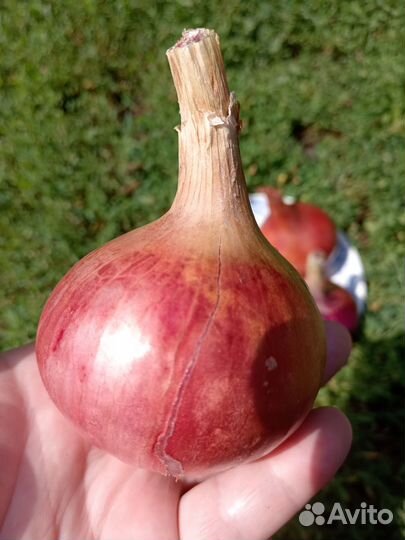 Чеснок и лук домашний