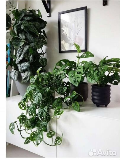 Монстера обликва манки маск, Шефлера вариегатная