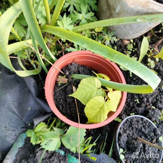 Саженцы липы