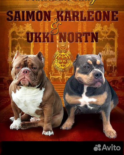 Американский булли вязка