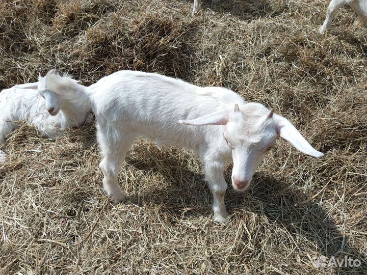 Продам козлят