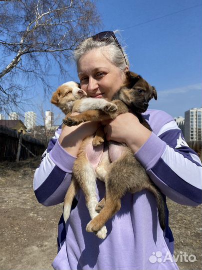 Щенок в добрые руки бесплатно