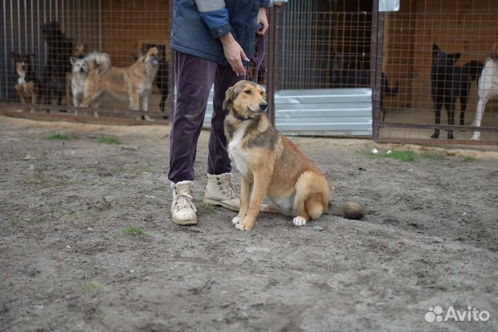 Собака в добрые руки