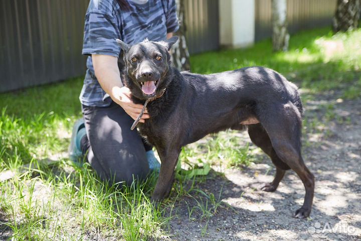 Чёрный Мустанг ищет дом