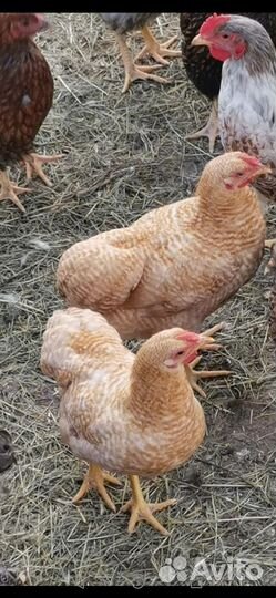 Куры молодки