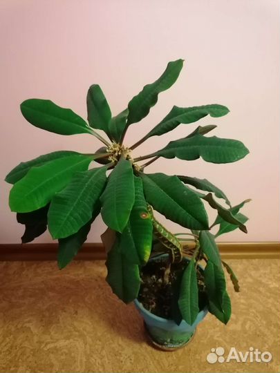 Молочай вместе с керамическим кашпо