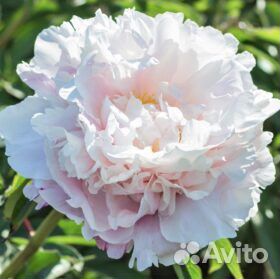 Пионы саженцы элитные сорта наличие