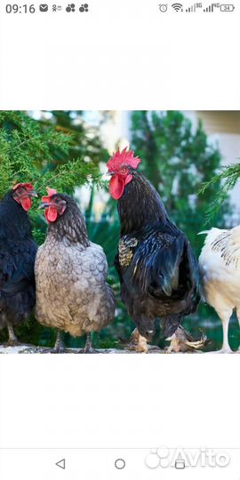 Куры,Петухи