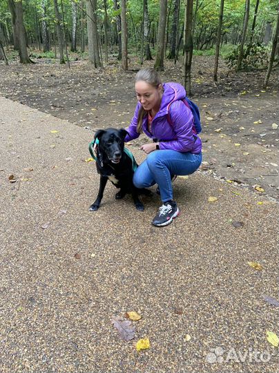 Выгул собак Гольяново и вао