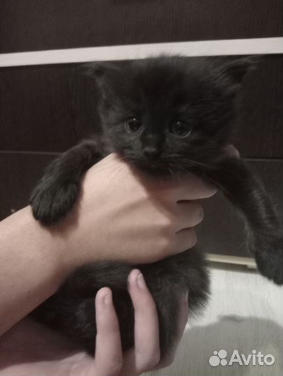Котята в добрые руки 1 месяц
