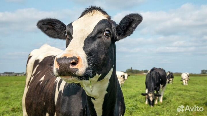 Корова стельная дойная