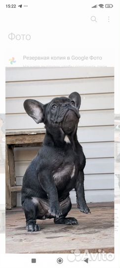 Французский бульдог девочки